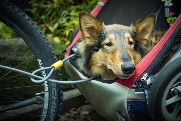 Bicycle Touring With Your Dog